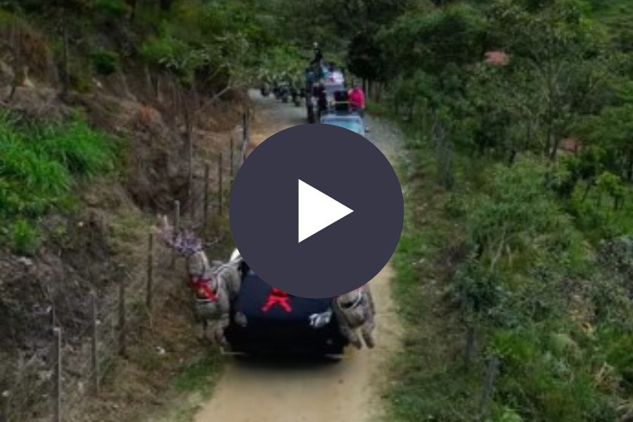 Ver video